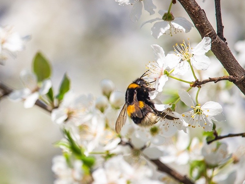 Die Pollensaison 2022 ist im vollen Gange – was kann ich als Allergiker tun?