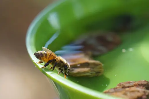 Insektenschützer 2023 – zwei neue Wettbewerbe stehen schon in den Startlöchern!